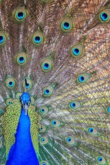 Obraz premium Peacock -3