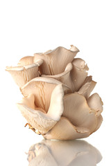 oyster mushrooms isolated on white