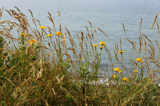 Strandblumen
