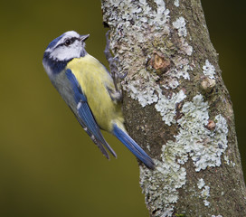Blue Tit Cyanistes caeruleus