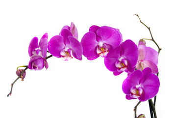 Plakat orchidea na białym tle