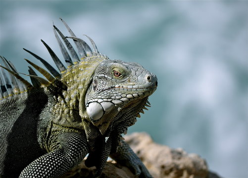 Iguana on Bonaire