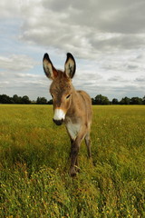 A Young Donkey on the Field
