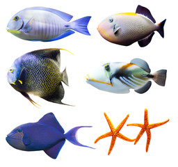 tropical world of fish part 2 isolated on white