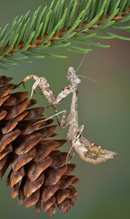 Mantis on Pine Cone