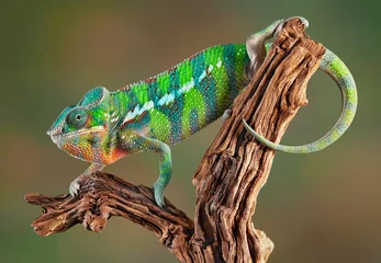 Foto op Plexiglas Kameleon Panterkameleon