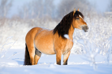 Horse standing in snow at winter