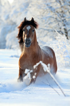 Bay horse running in winter