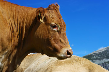 vache,troupeau,paturage,ciel,bleu,ferme,viande