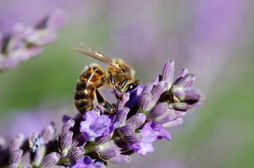 Abeille sur lavande