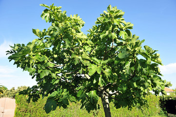 Higuera en el jardín