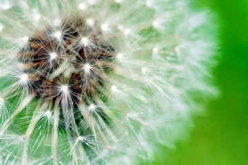 Dandelion fluffy seeds macro-hdr