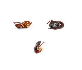 Three dead cockroaches with selective focus