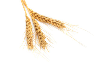 sheaf of dried ears of corn isolated on white © schankz