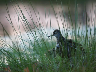 Little bird in bog pool