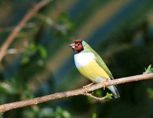 finches sitting on a branch in the forest