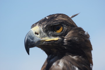 Head and beak of a golden eagle