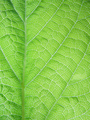 Leaf surface