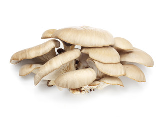 Oyster mushrooms on a white background