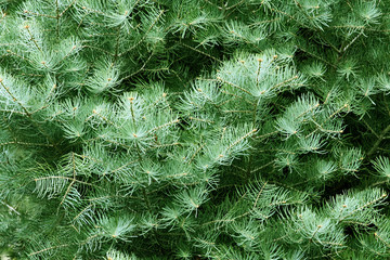 fir tree