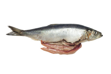 salted herring on white background