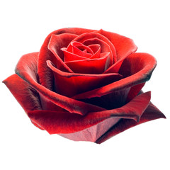 red rose petals