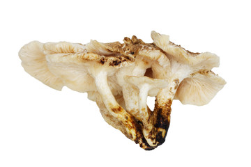 Shiitake Mushroom on white background