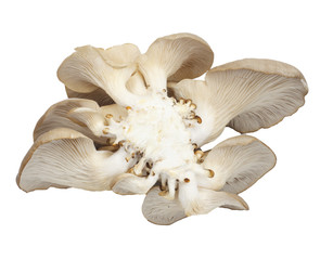 Oyster mushrooms on a white background