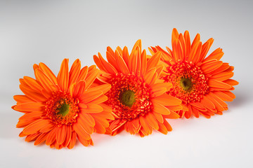 Three Gerberas