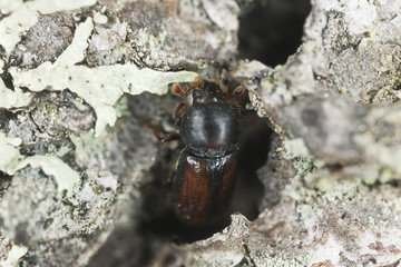Bark borer beetle on wood, this beetle is a pest on woods