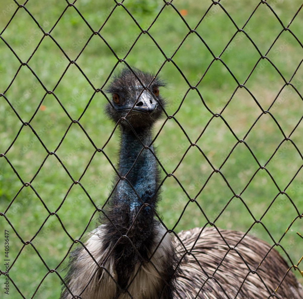 Sticker ostrich in the farm