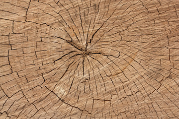 Fototapeta premium rings of a tree as a background