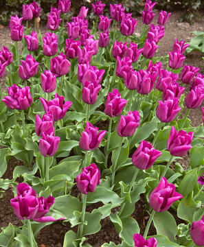 Tulips "Passionale"