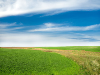 Obraz premium green field and blue sky