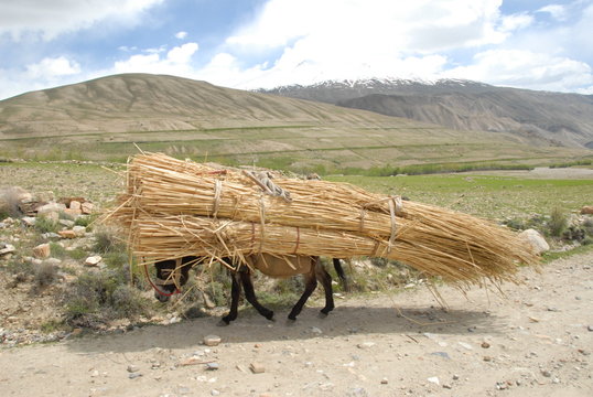 Donkey carrying a load of reeds