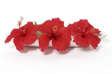 Three red flower with towel on white