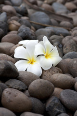 Fototapeta na wymiar Frangipani flowers on pebble