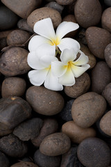 Frangipani flowers on pebble