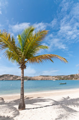 Fototapeta na wymiar Coconut Palm on a Caribbean Beach