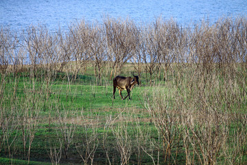 Naklejka premium Dead trees and dry with crown color brown on Green grass