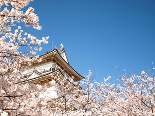 Fototapeta premium Japanese castle and cherry blossoms in full bloom