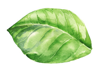 Watercolor illustration of green leaf isolated on white