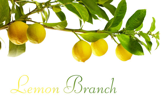 branch with fresh ripe lemon fruits, isolated