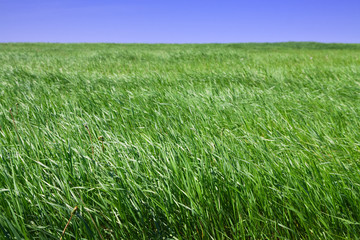Fototapeta premium simply green meadow