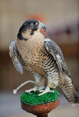 Fototapeta premium arab falcon bird
