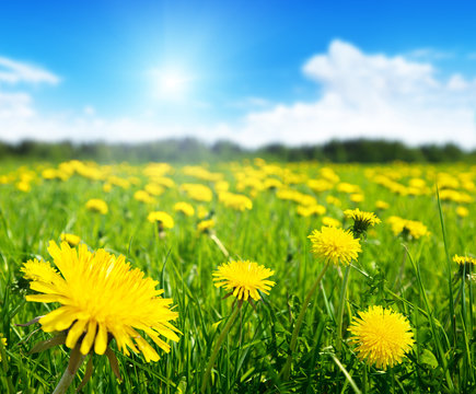 Field of spring flowers