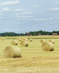Fototapeta premium Farm Field
