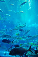 Fototapeta na wymiar akwarium z rybami i rafa