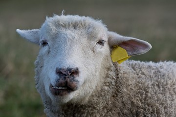 Close up front view of a chewing sheep