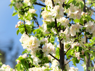 Apple blossom.